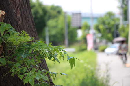 東大阪市道路の木