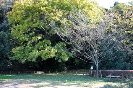 芹ヶ谷公園入り口脇の広場