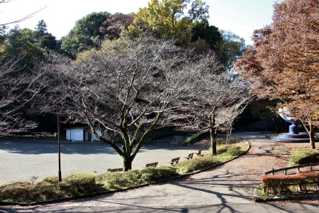 芹ヶ谷公園中央広場