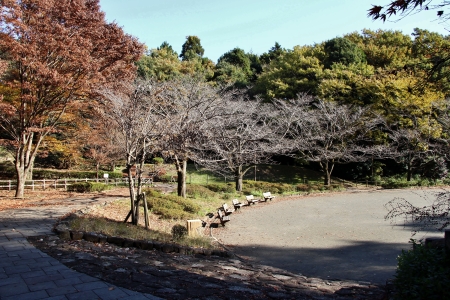 芹ヶ谷公園広場の様子