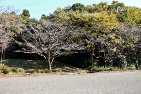 芹ヶ谷公園中央広場より見た多摩モノレール芹ヶ谷公園駅方向