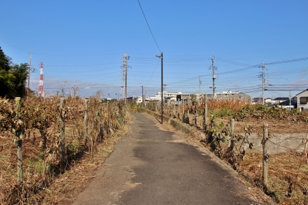 芹ヶ谷公園東部芝生広場内を通過する遊歩道